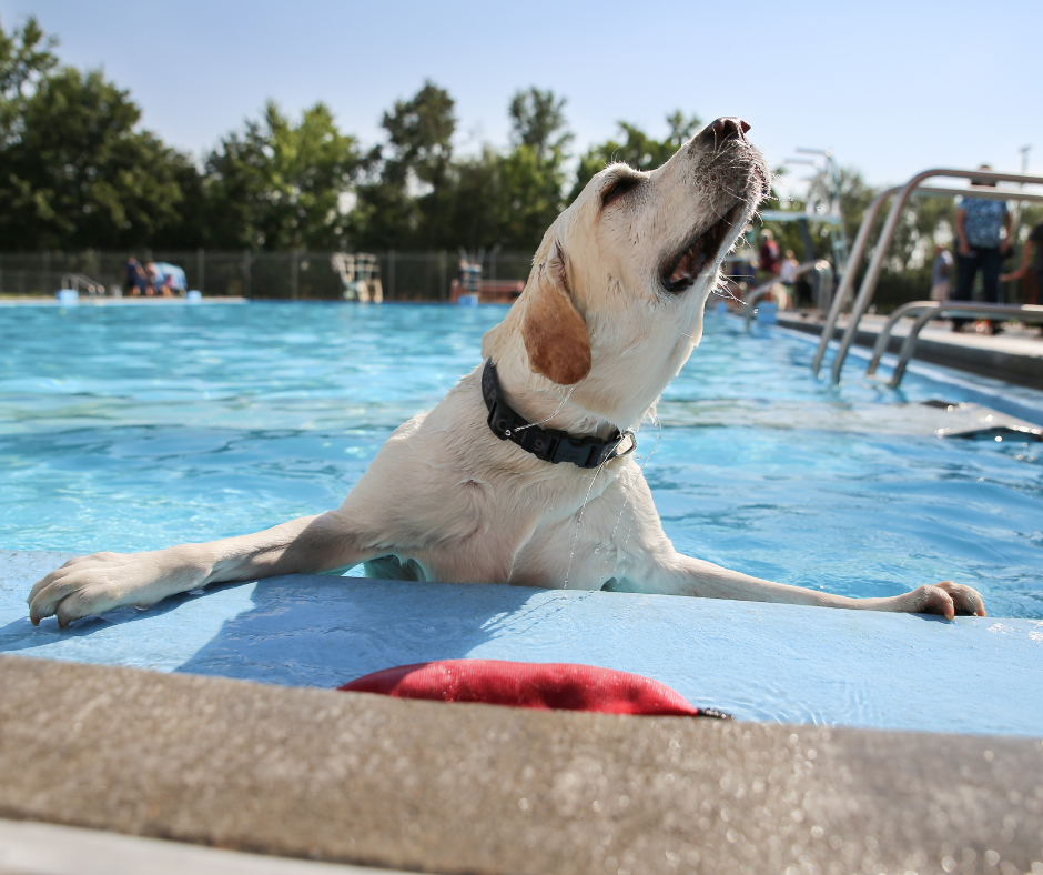 Cool Down Your Dog With These Summer Tips