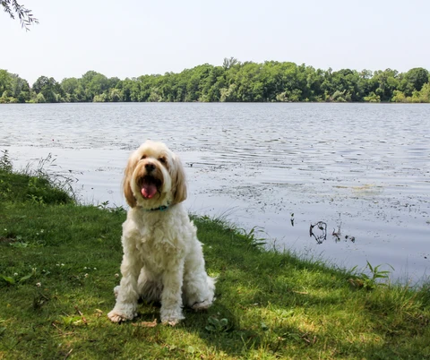 White Rock Lake | Dog-friendly | Dog activities | Dallas