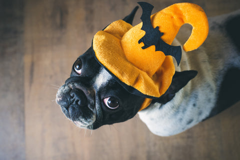 Dog Halloween 