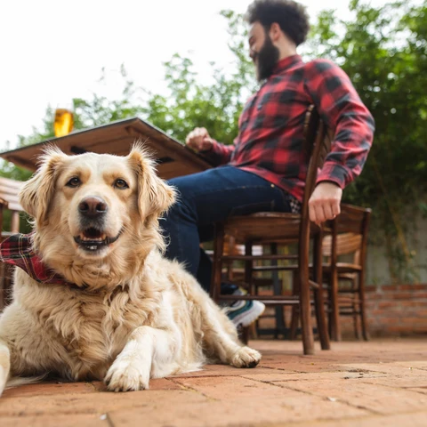 Dog Breweries | Dog Cakes | Dallas | Plano