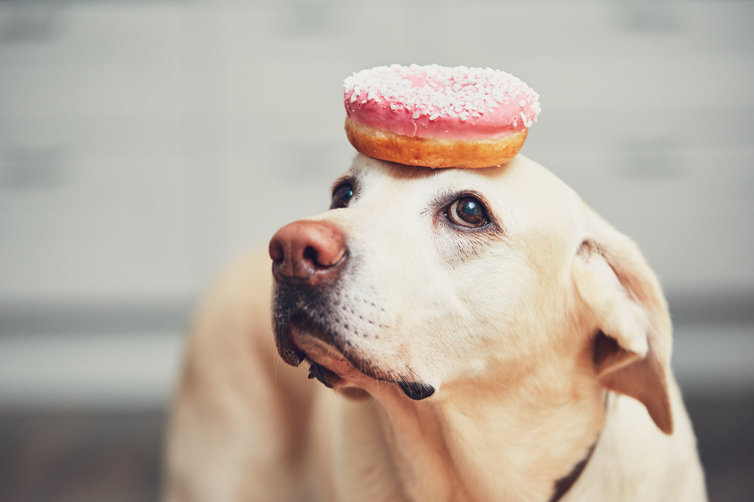 Dog Cakes | PDog Cakes | Plano | Dallas | Fort Worthlano | Dallas | Fort Worth