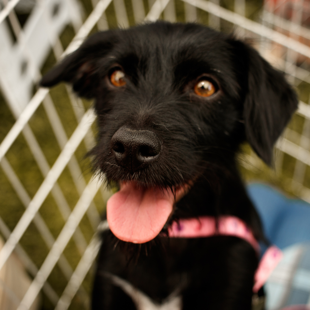 Donations | Dog treats | Save a dog | Adopt a Dog
